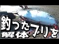 堤防で釣った92ｃｍのブリを解体する！ の動画、YouTube動画。