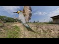 Gyurgyalag / European bee-eater (Merops apiaster)  (Insta360OneX)