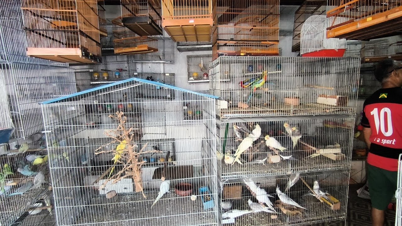 FEIRA DE PÁSSARO EXÓTICO DE CAMPINA GRANDE-PB/ BAIRRO CENTRO 
