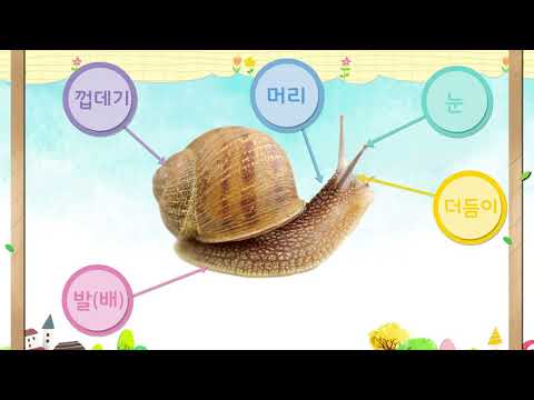 누리나래 10호 2단계 생태교육 영상 달팽이