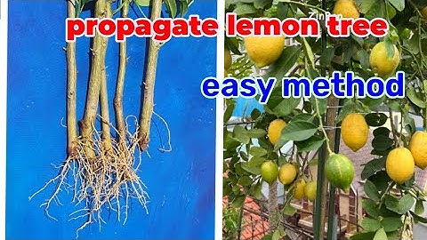 How to propagate LEMON tree from cuttings, With 100% success. Lemon tree cuttings easy method.