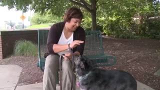 Canine Care Certified Program