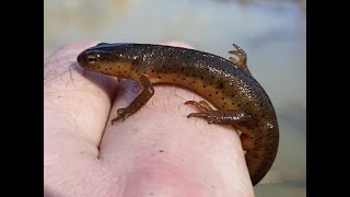 Spring Into Vernal Pools!