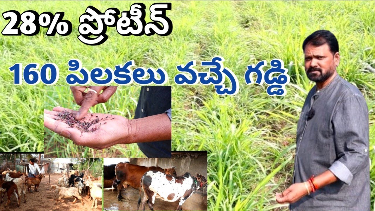 high protein fodder grass/cows grass/goat & sheep/28%ప్రోటీన్,160 పిలకలు వచ్చే గడ్డి
