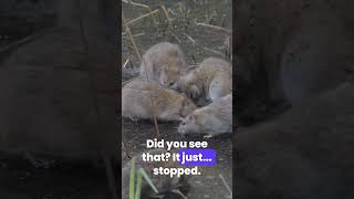 Elephant Shrew Nose Radar - #Trending #Viral #Explore #ShortsFeed