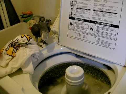 African Grey Parrot does Laundry for Family!!! African Grey Parrot does Laundry for Family!!!