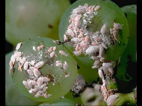 Video: Heat-loving Grape Mealybug