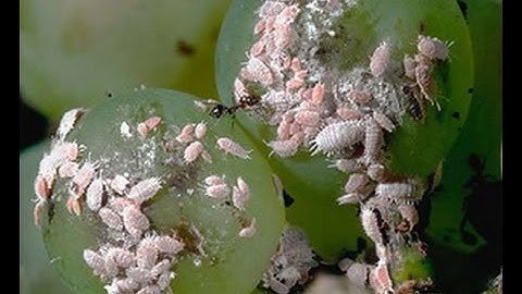 Successfully Controlling Vine Mealybug in the Vineyard
