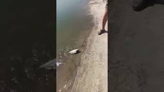 тягаем карпов.#shorts #рыбалка #рыбалканаозере #fishing