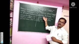 NEET/CET:Biological classification