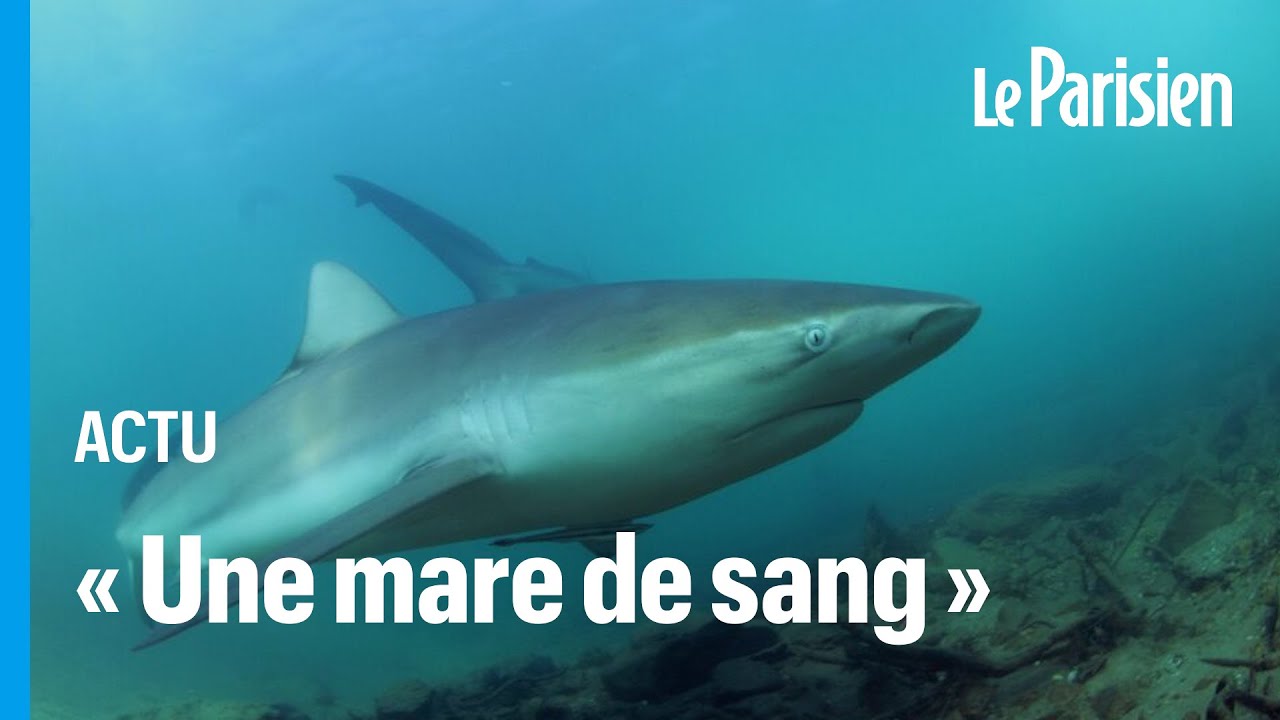 Australie : une femme attaquée par un requin bouledogue dans le port de Sydney