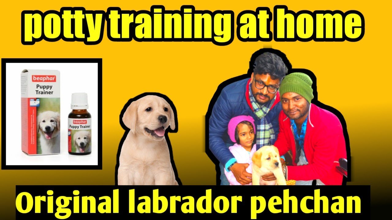 Free Dog Delivery In Patna Original Labrador Kaise Pehchane Dog Ko
