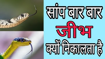 सांप बार बार जीभ क्यों निकालता है? Why does the snake repeatedly move the tongue? In hindi