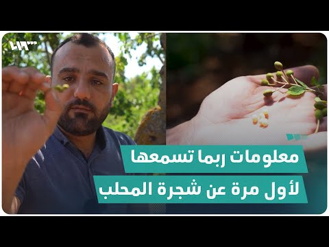 معلومات ربما تسمعها لأول مرة عن شجرة المحلب في إدلب
