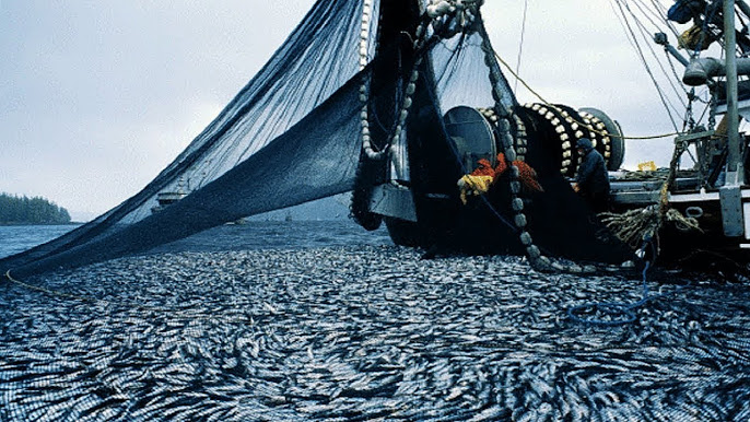 Amazing Commercial Net Fishing By Trawlling On the Big boat - Amazing Big  Catching Fish in The Sea!! 