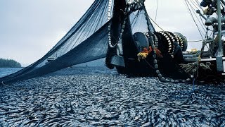 Unbelievable The Most Advance Fishing Vessel - Big Catch Hundreds Tons Fish With Modern Big Boat