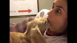 Download lagu Best dog kiss Best dog kiss
