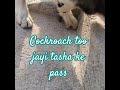 Tasha #cockroch too jayi tasha ke pass #husky #vlog