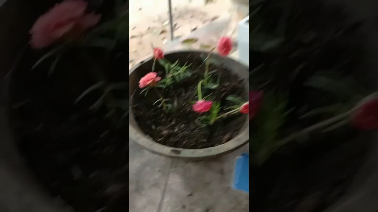 Baby Rose with small grow bags