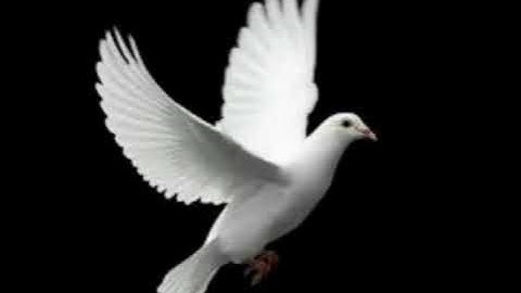 Class- 8 The truthful dove