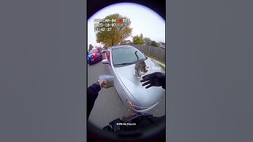 Free Mr whiskers 😭😭 #blowup #ai #aivideo #catnip #police #bodycam #sora #blowup #blowupovernight