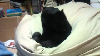 ソファーに落ち着きたい猫