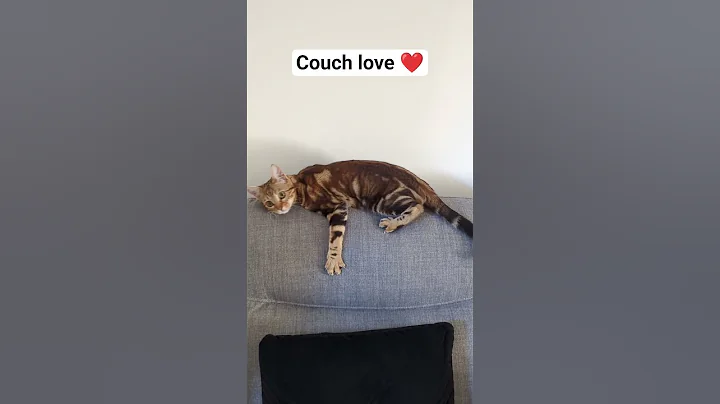 Video 11374661: bengal cats love