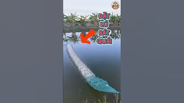 Cách Đặt Lú Bát Quái Miền Tây Độc Lạ – Bí Kíp Săn Tôm Cá Hiệu Quả! 🦐🐟 #fishing #ytbshorts