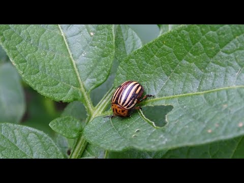 ভিডিও: কলোরাডো আলু বিটল: লার্ভা। কলোরাডো বিটলস যুদ্ধ