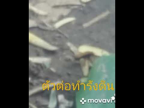 ตัวต่อแตนทำรัง