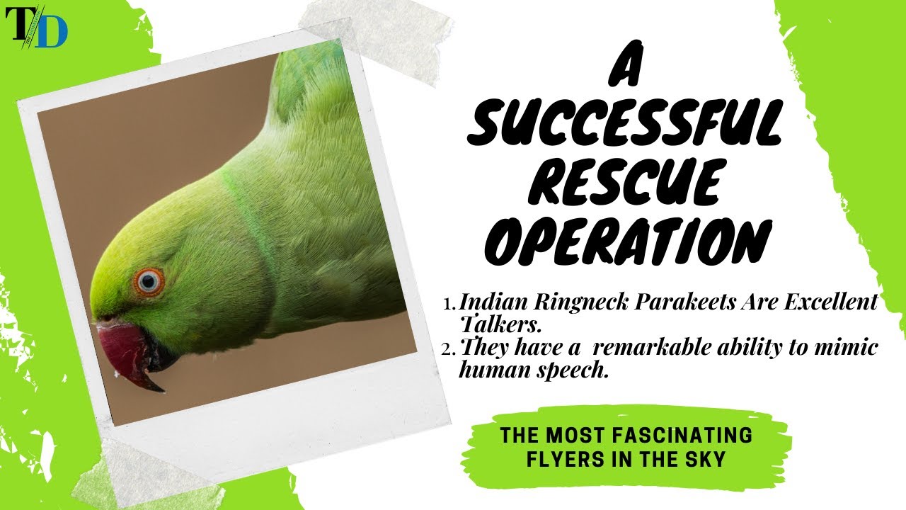 INDIAN RING NECK PARROT ~ RESCUE OPERATION 