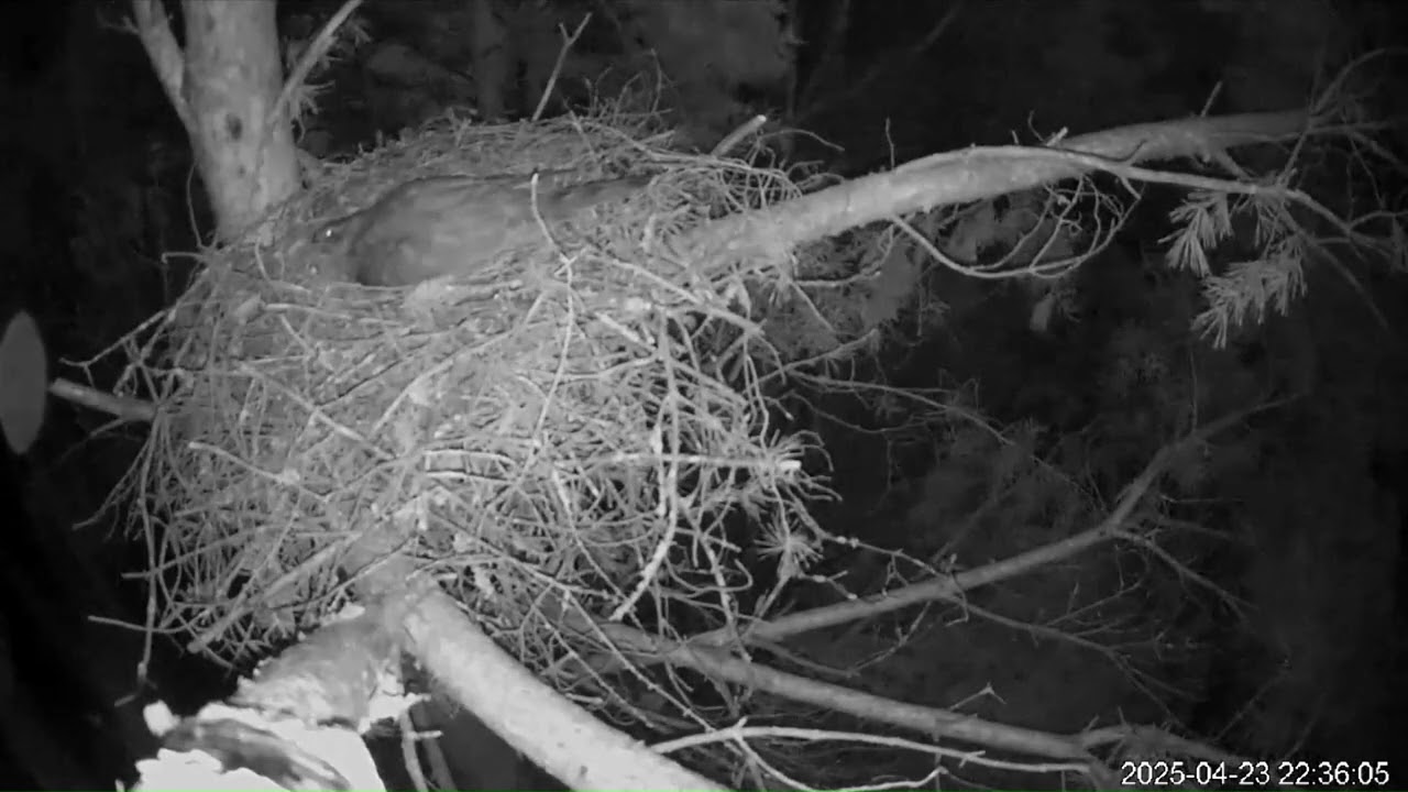 An Owl Attacks The Goshawk Nest 23.04.2025 in Tartu, Estonia