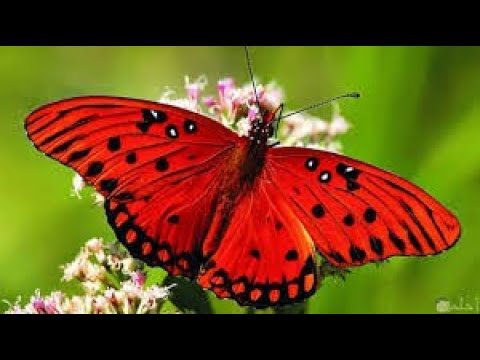 اجمل الفراشات من انحاء العالم فراشات الجمال الهش  فراشة