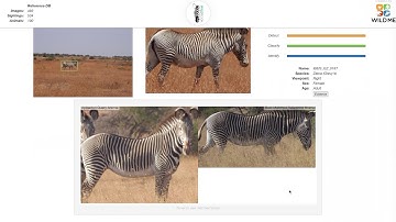 Wildbook for Zebras: Matching Preview