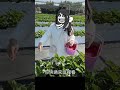 浪漫採草莓約會計畫｜霸軒每週廢片 thumbnail
