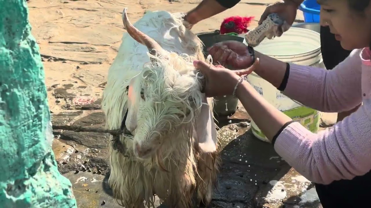 बद्री को नहला दिया 😁 