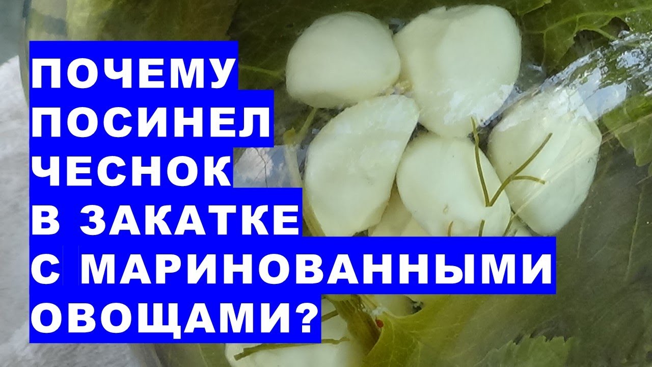 Почему чеснок синеет в маринаде с огурцами. Почему чеснок такой. Зачем носили чеснок.