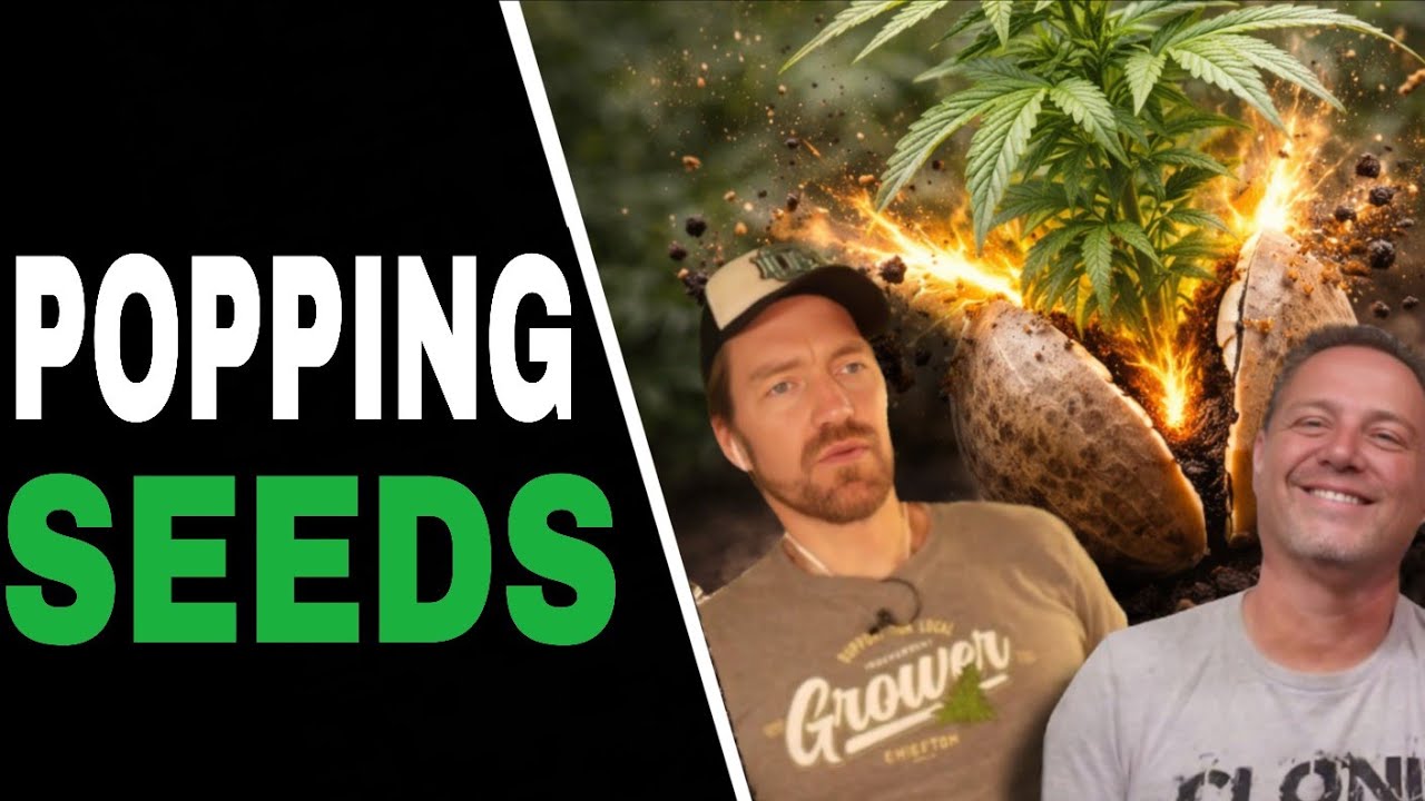 Используйте этот метод для выращивания крепкой конопли из семян.