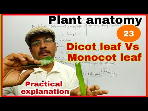 plant anatomy ।। dicot leaves  Vs monocot leaves ।। dorsiventral leaves Vs isobilateral leaves