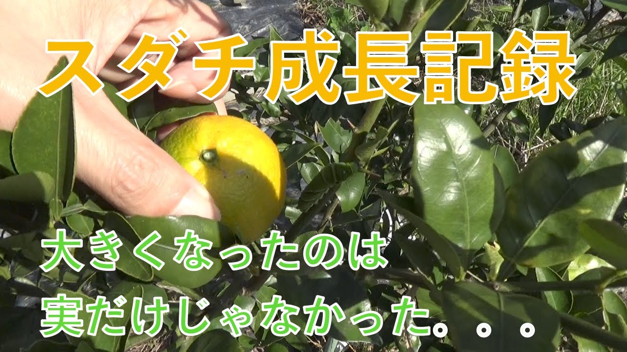 Sudachi Growth Record - YouTube