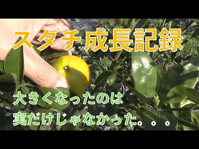 Sudachi Growth Record - YouTube