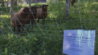 Capella Grazing Project at OAEC