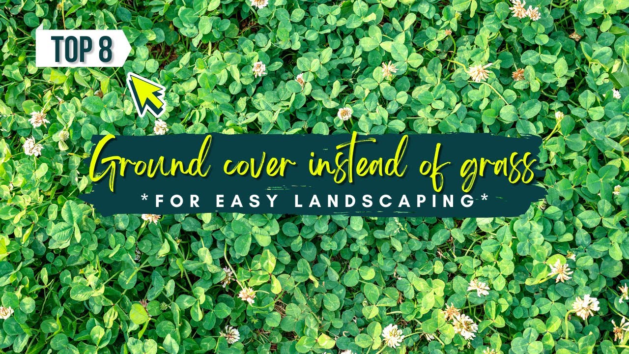 Ground cover instead of grass for Easy Landscaping 🌼 YouTube