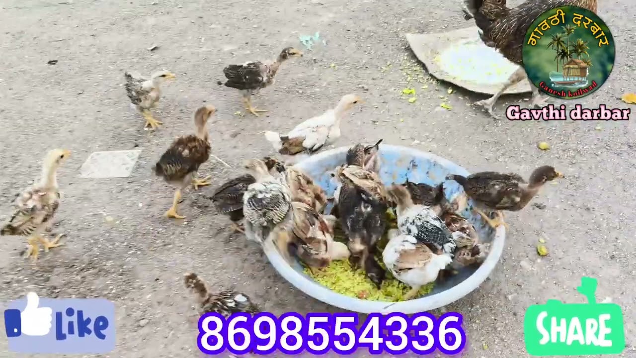 ५ कोंबड्या मांडल्या नवीन अंडी आणून अंडी चेक केली घरच्या पिल्लांची ग्रोथ क्वालिटी बघा कशी झाली आहे