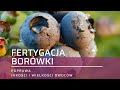 Jak nawozić borówki, aby poprawić jakość i wielkość owoców borówki?