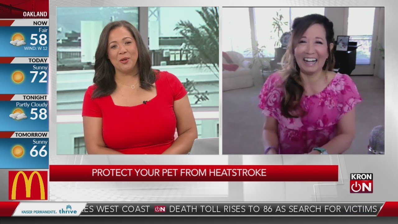Protect your pet from heatstroke