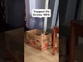 Kitten acting capacity.🤣🤣🤣#funnyvideo
