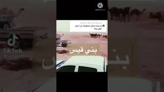 #بني #قيس عيلان