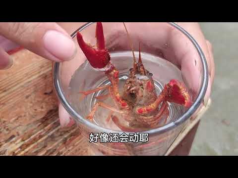 烈酒大战小龙虾，小龙虾吐出大量“寄生虫”，一起来分个胜负