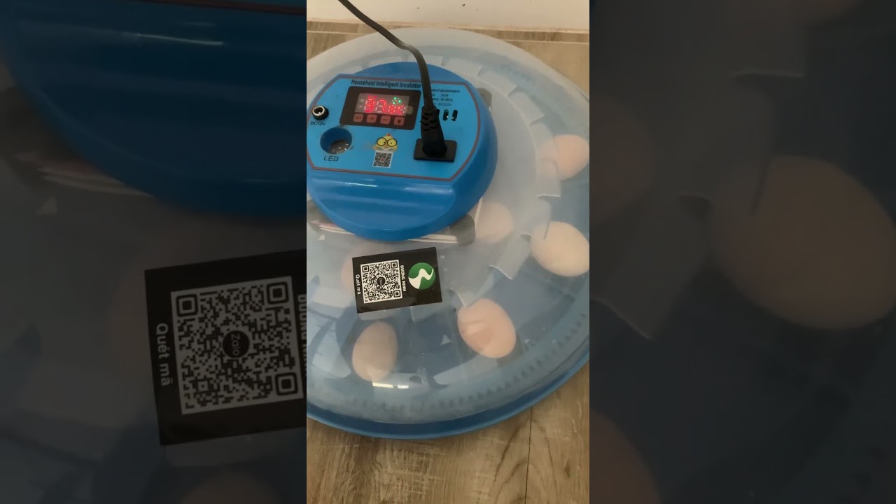 Cute Baby Chicks Explore the World for the First Time! 🐥 | Backyard Chicken Life